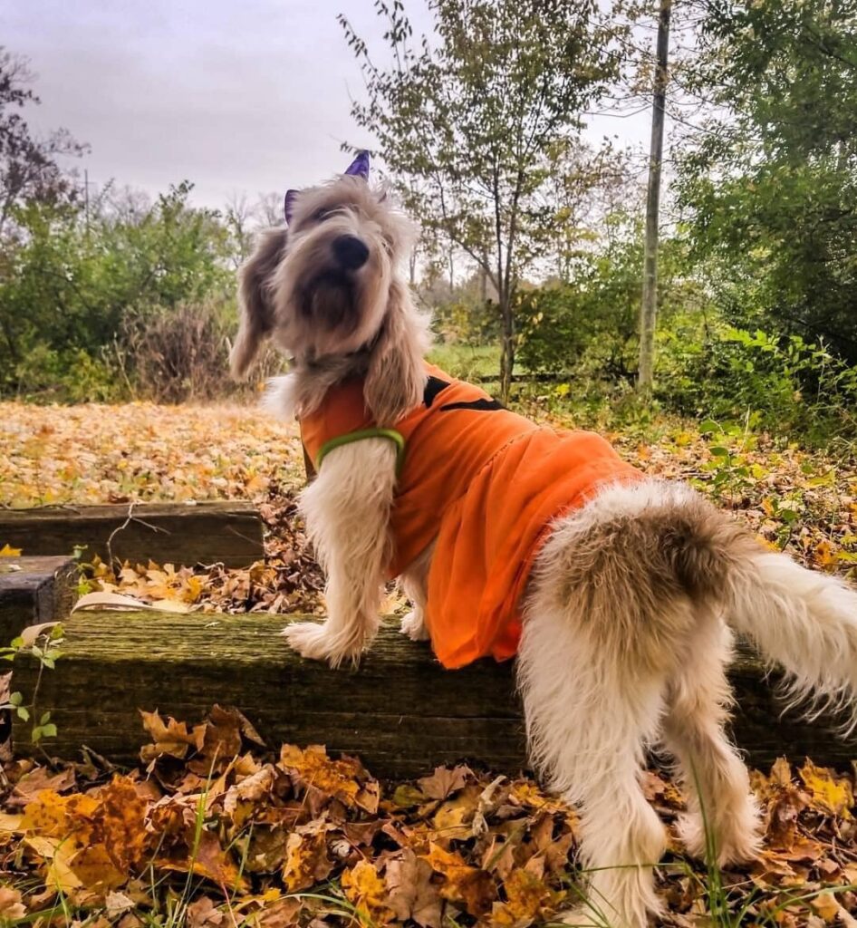 Grand Basset Griffon Vendéen