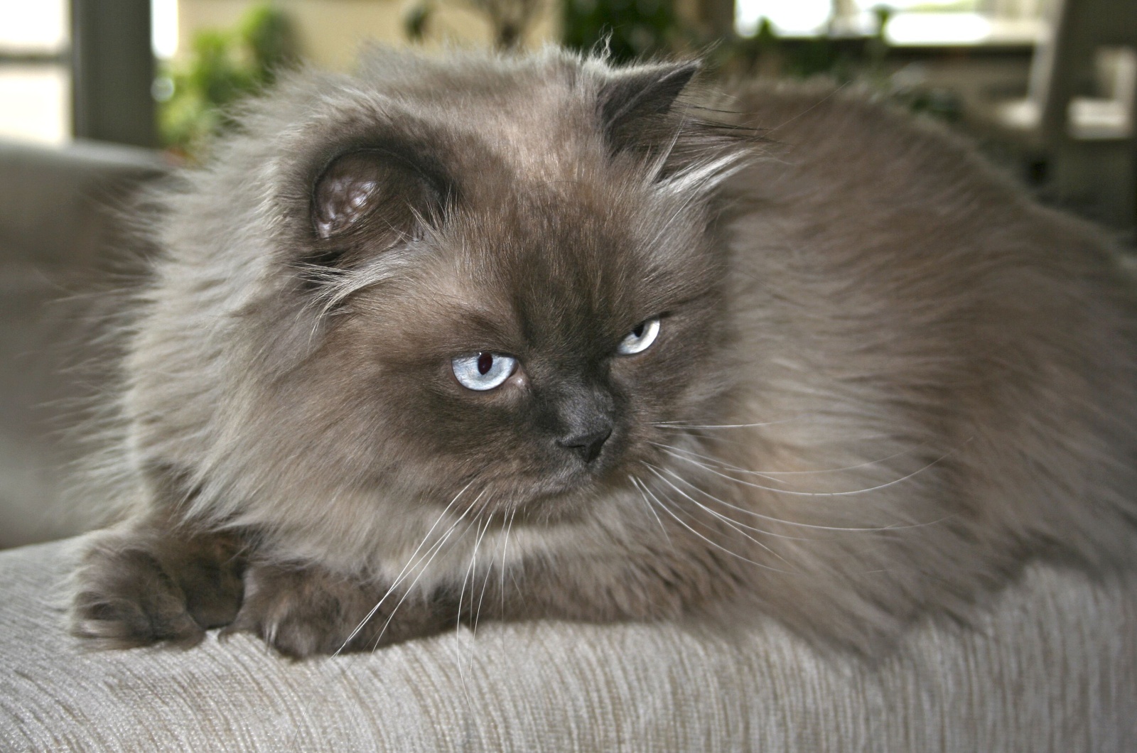 Gray Himalayan Cat