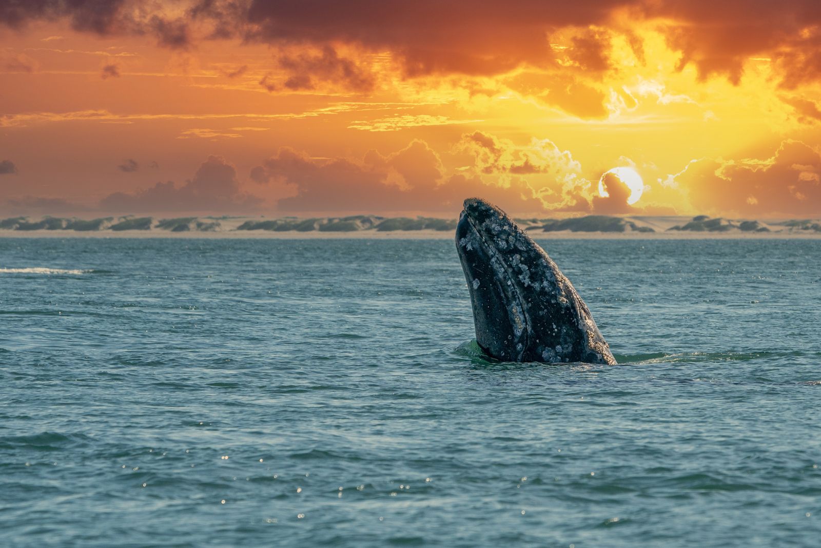 Gray Whale