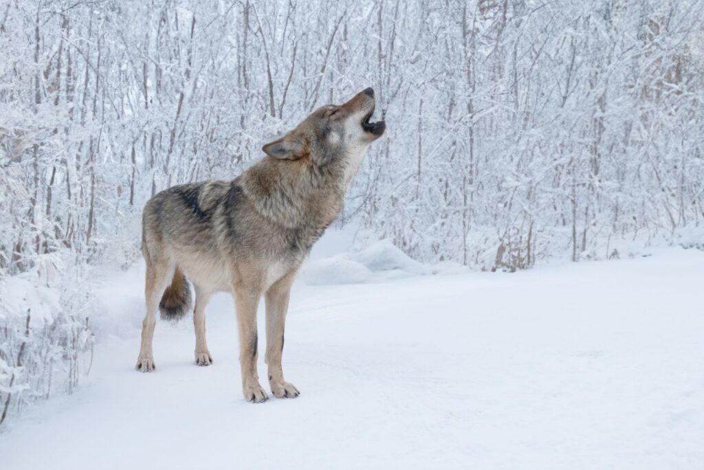 Gray Wolf