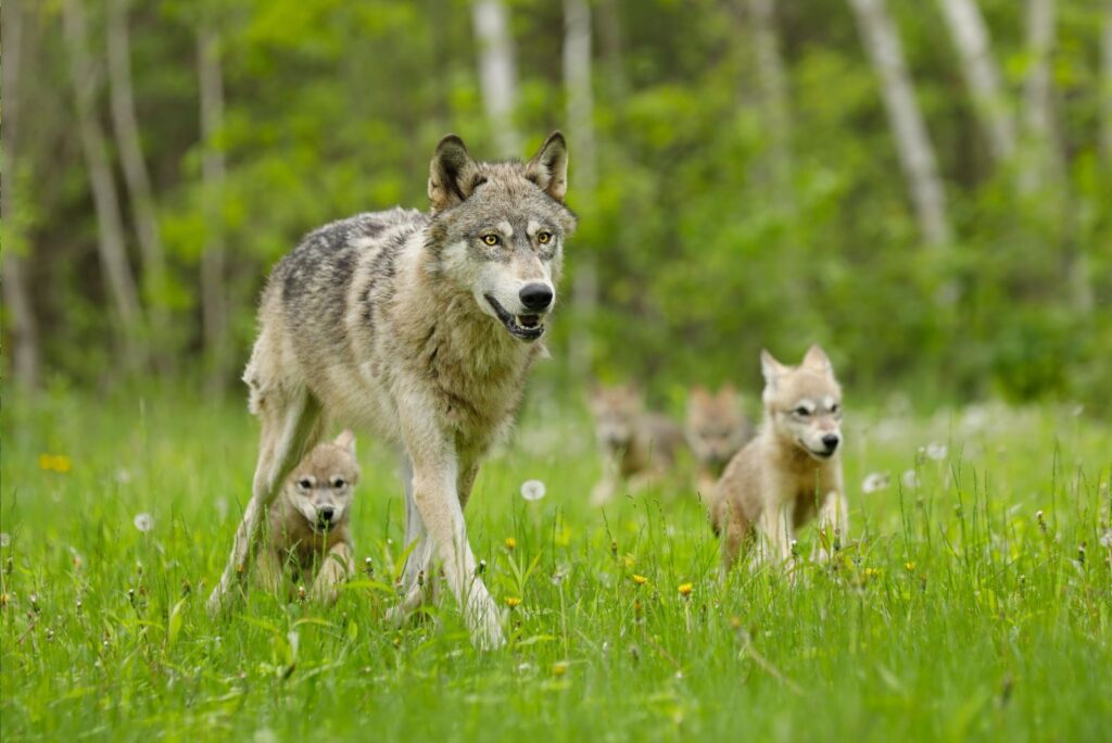 Gray Wolf With Pups