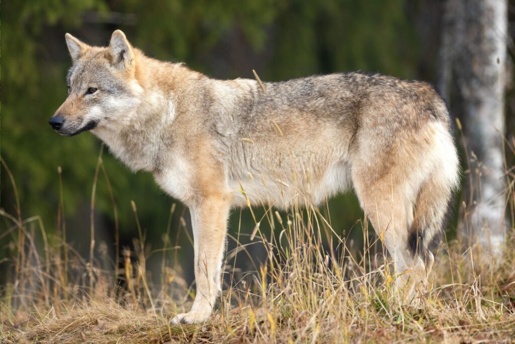 Gray wolf standing in the field