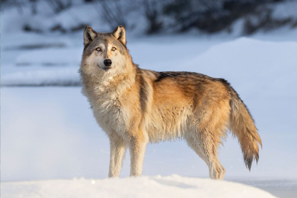 Gray wolf standing in the snow