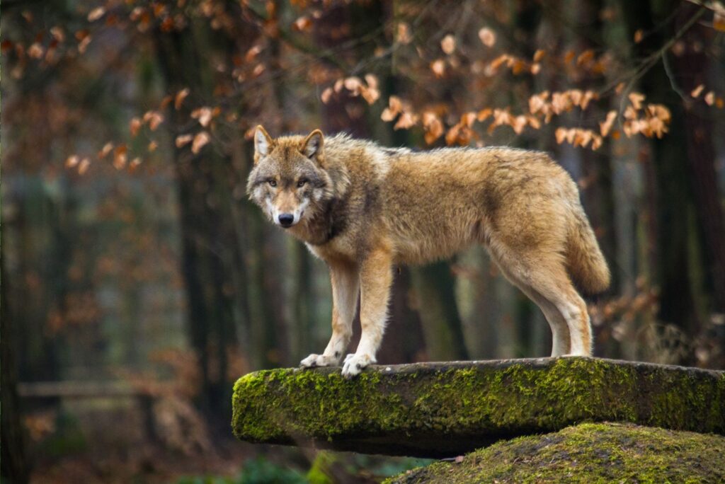 Gray wolf standing on a rock