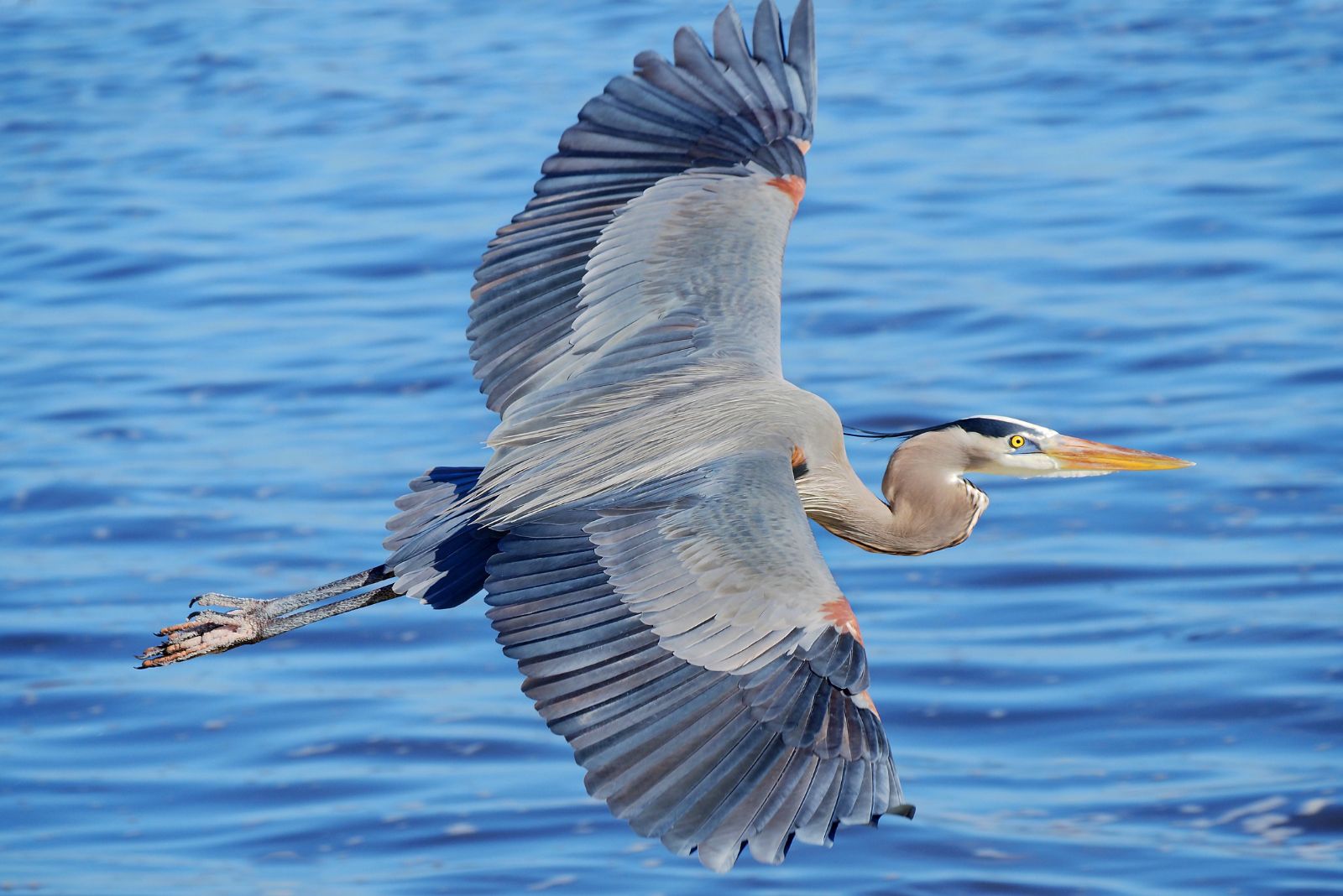 Great Blue Heron