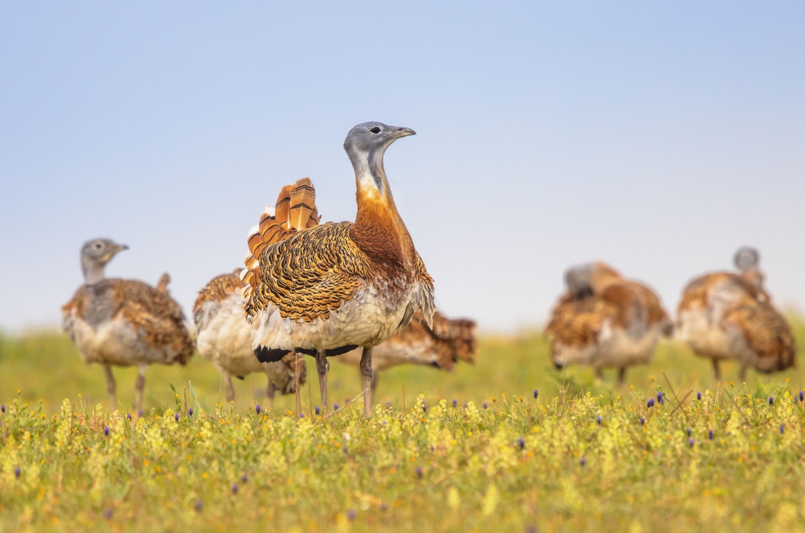 Great Bustard