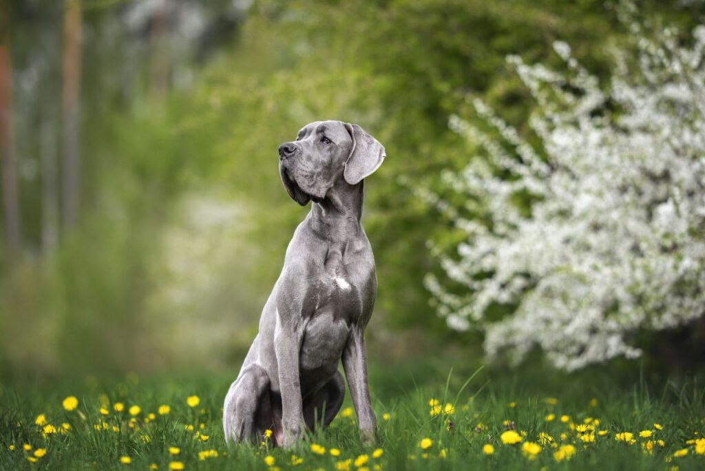 Great Dane