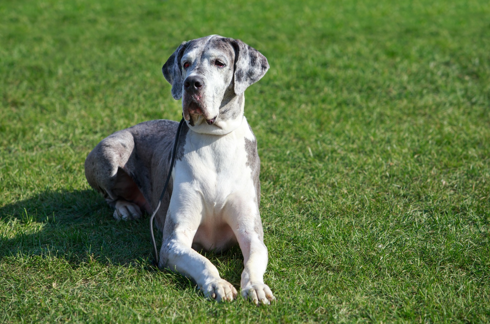 Great Dane