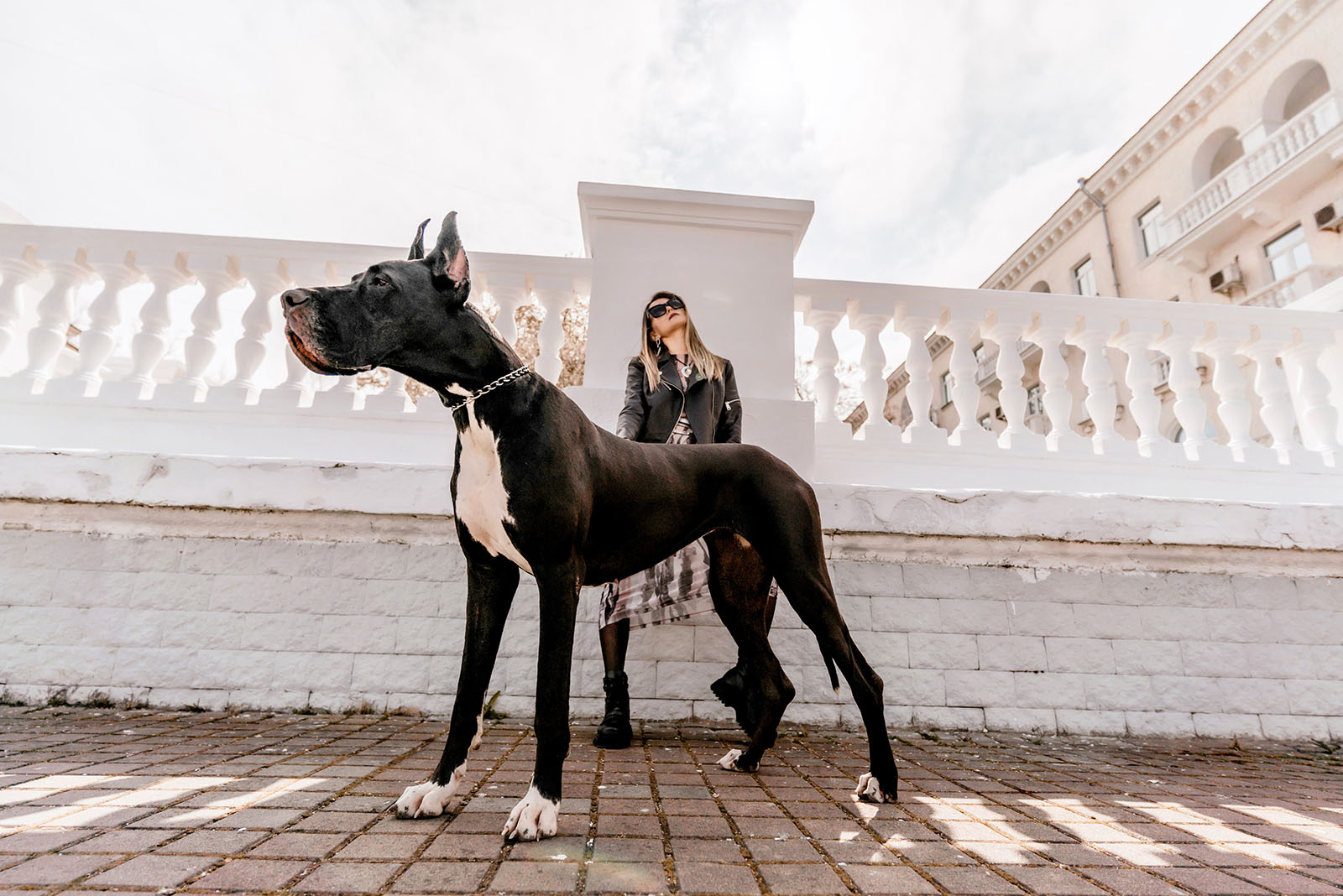 Great Dane