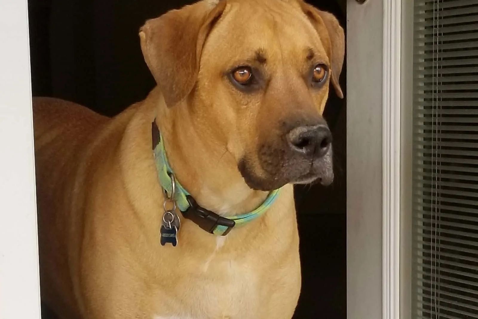 Great Dane And Chihuahua Mix stands at the window and looks around