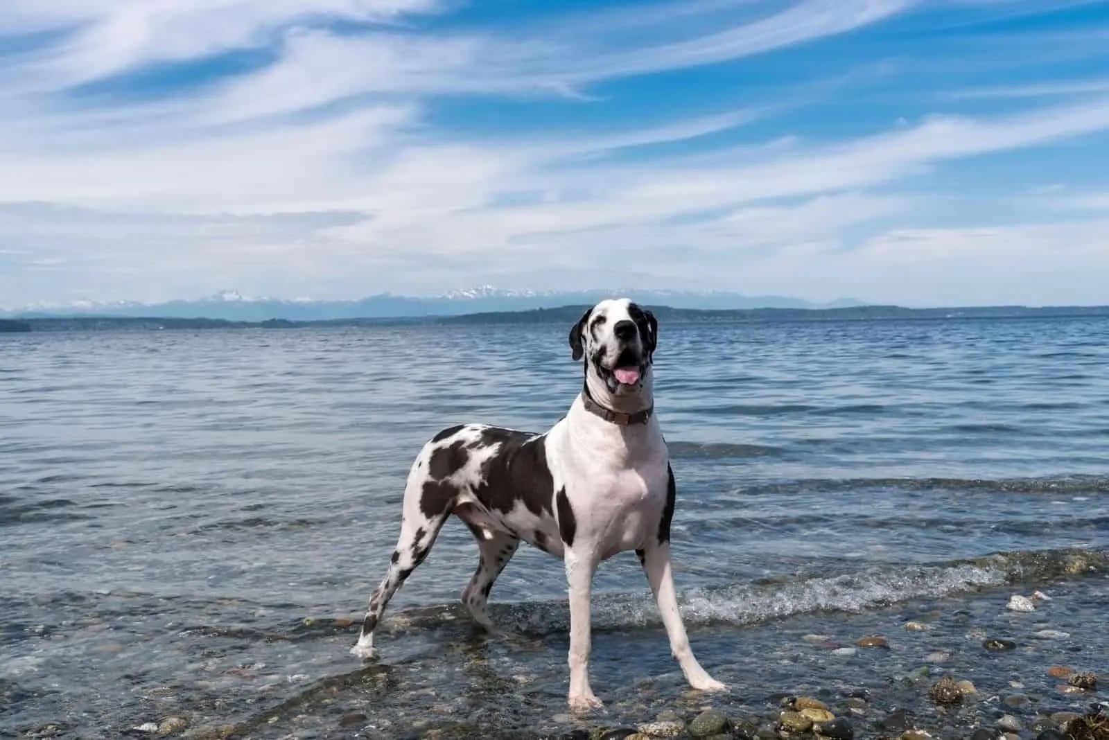 Great Dane And Chihuahua Mix