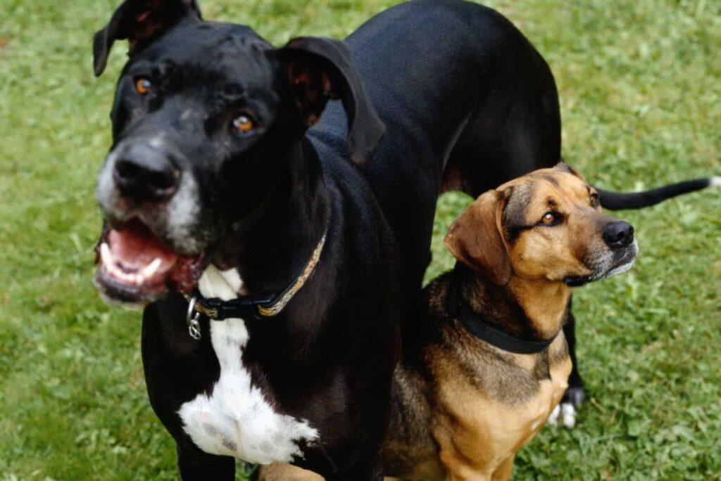 Great Dane And Chihuahua side by side