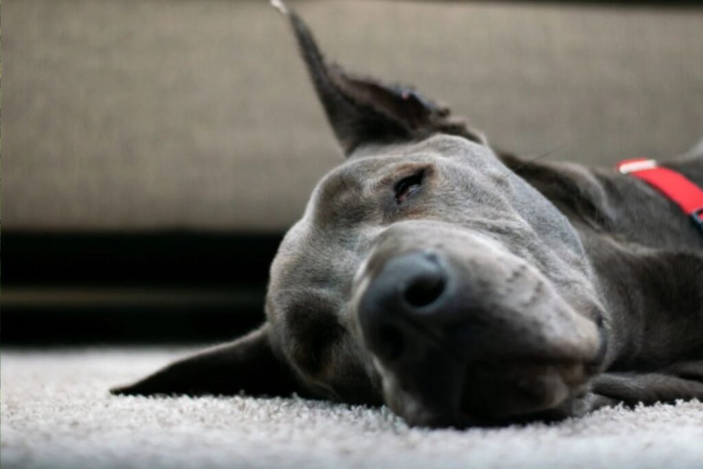 Great Dane Sleeps