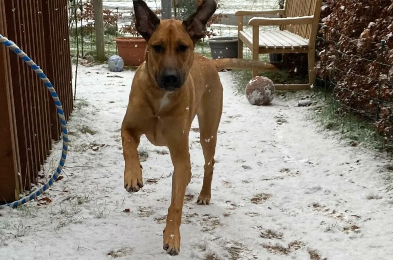 Great Dane X Bernese Mountain Dog Mix