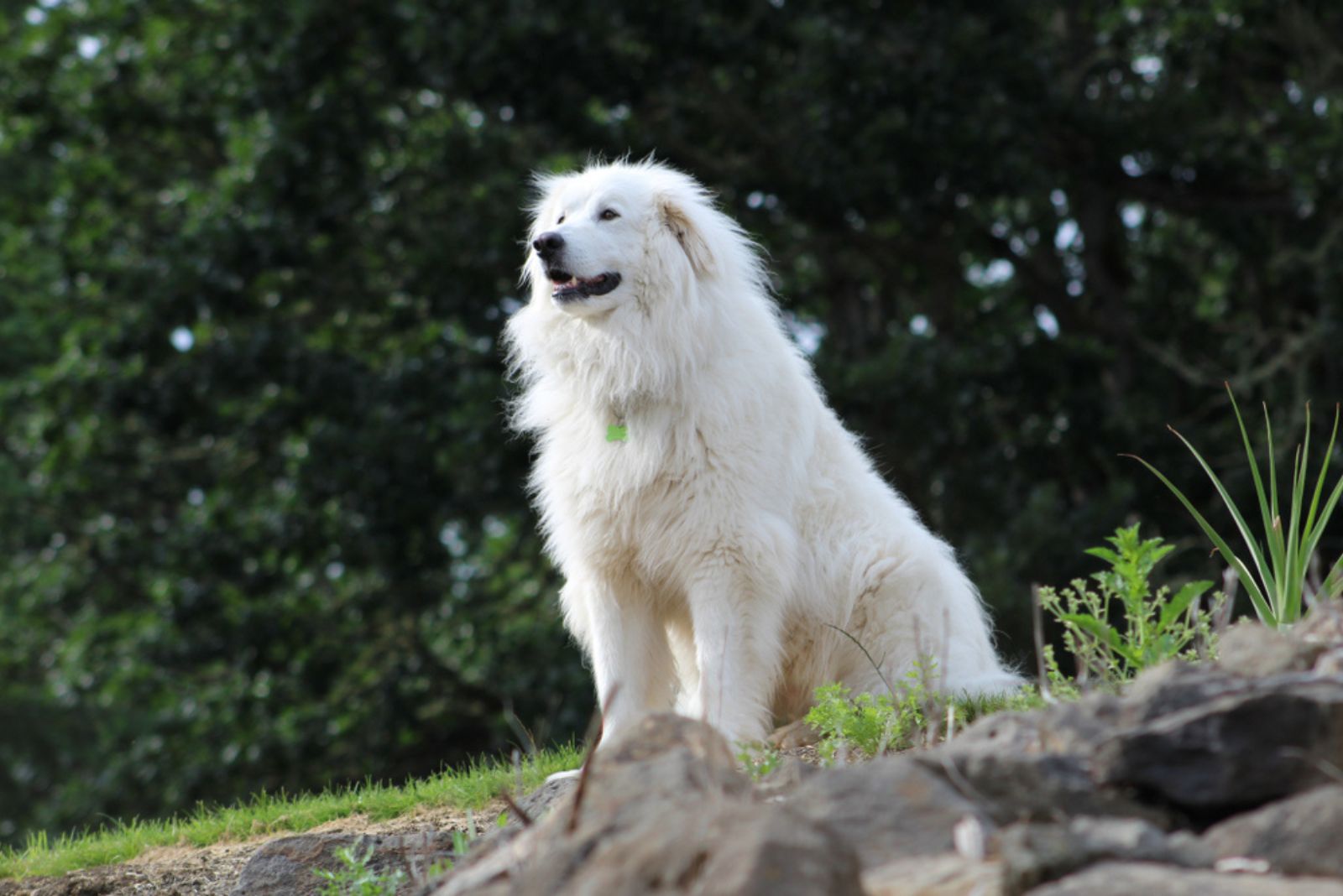 Great Pyrenees