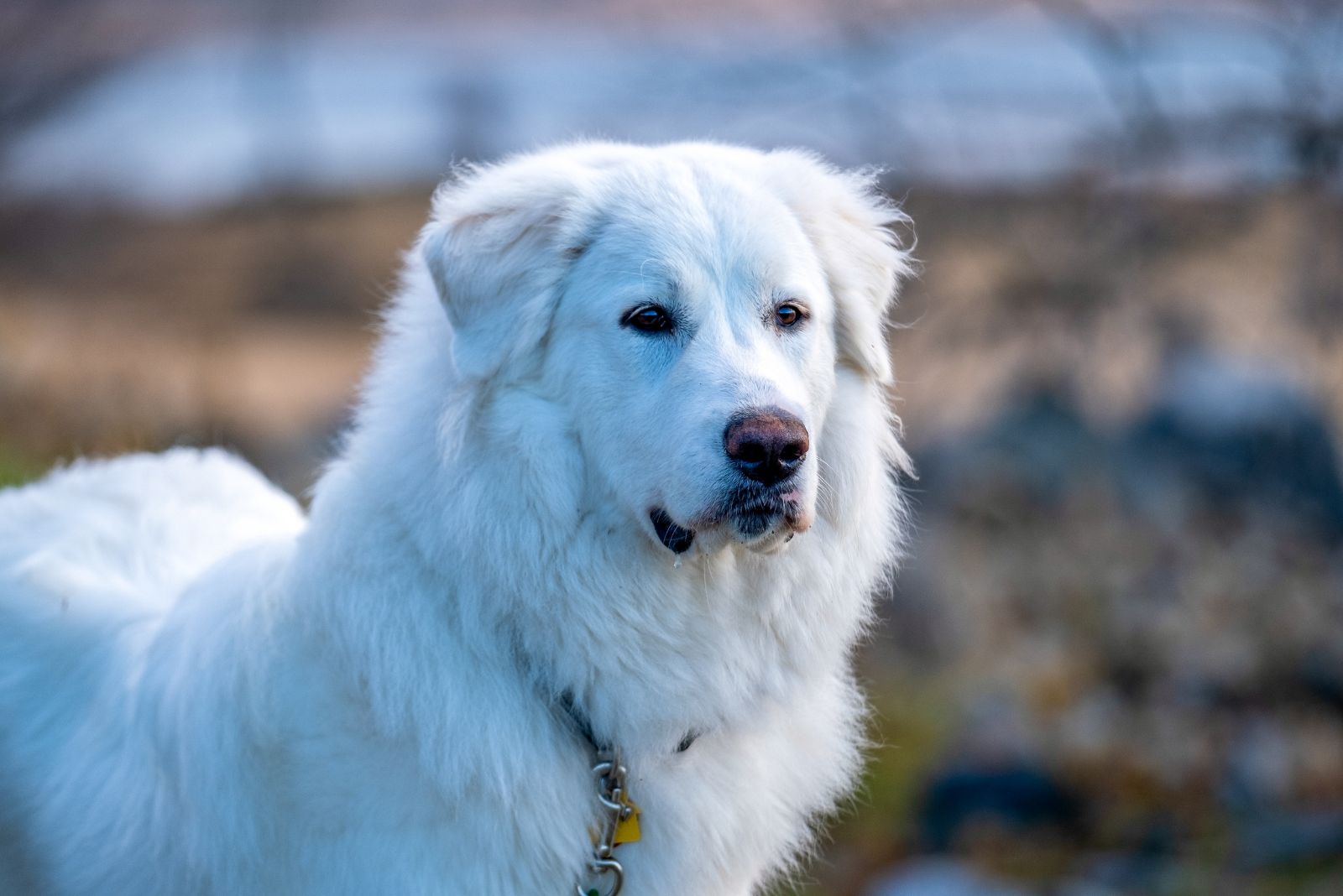 Great Pyrenees