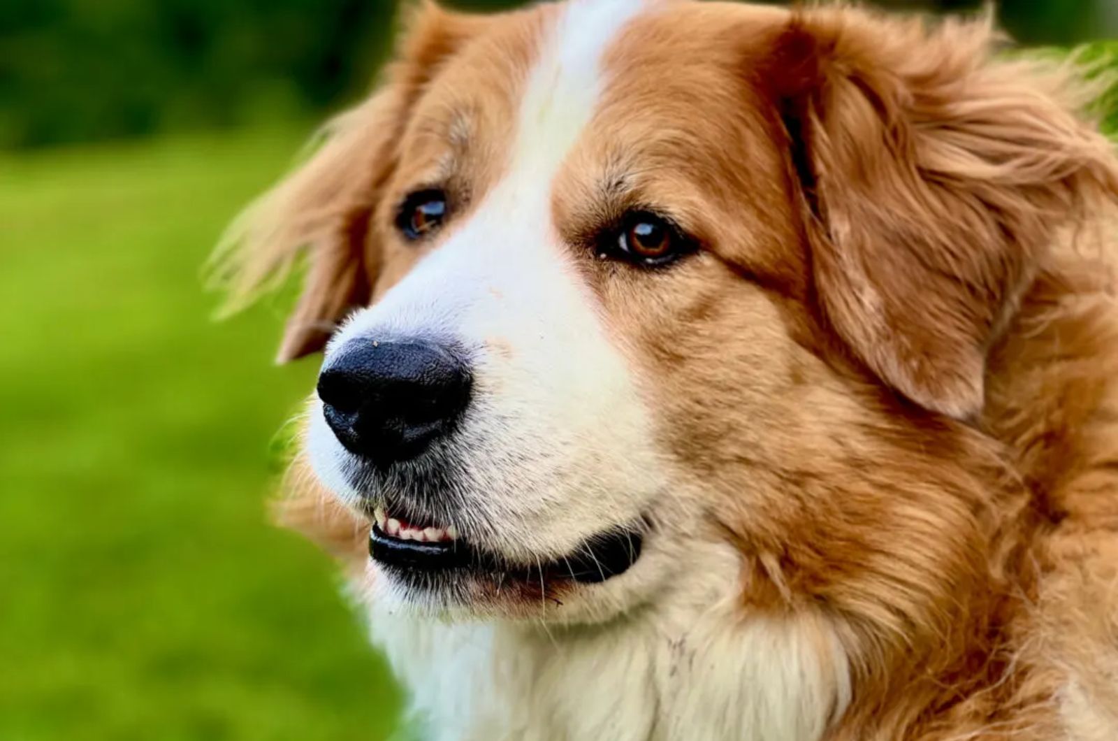 Great Pyrenees X Bernese Mountain Dog Mix