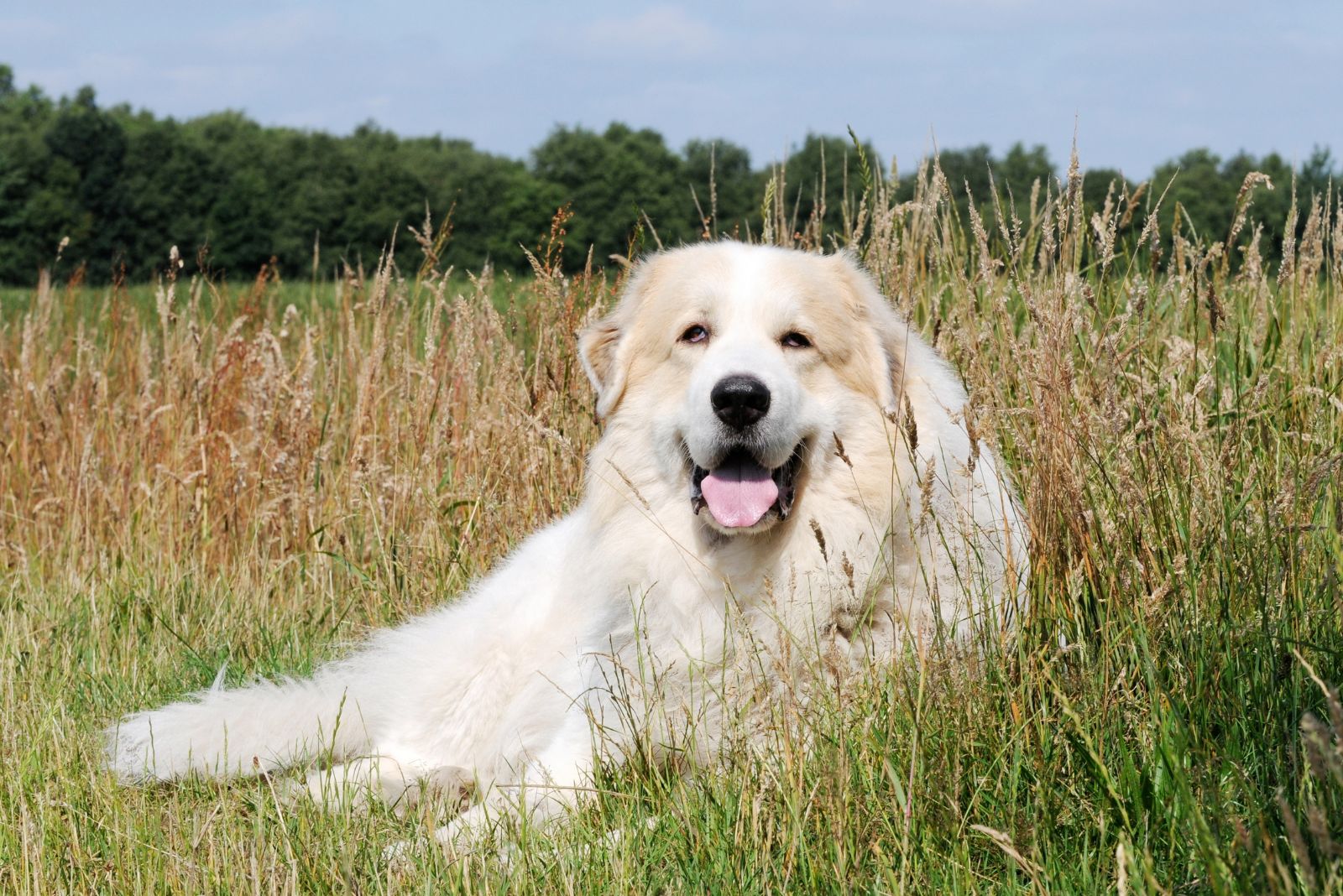 Great Pyrenees