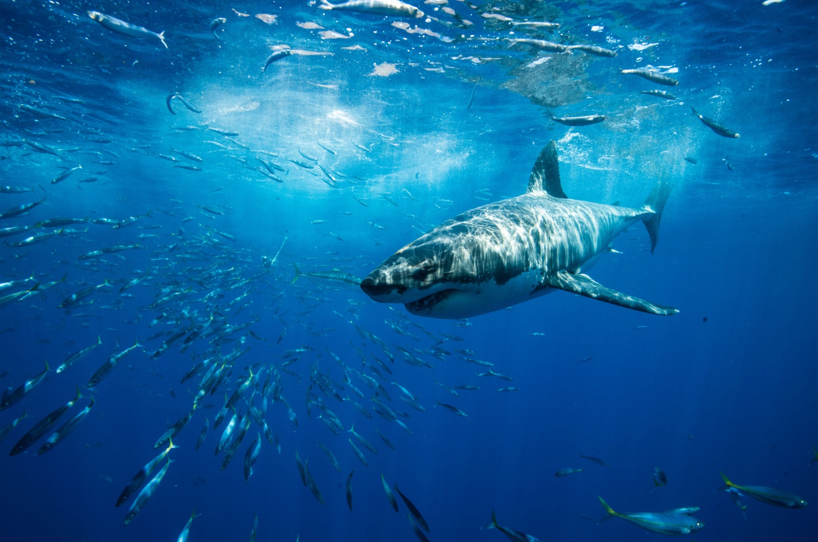 Great White Shark