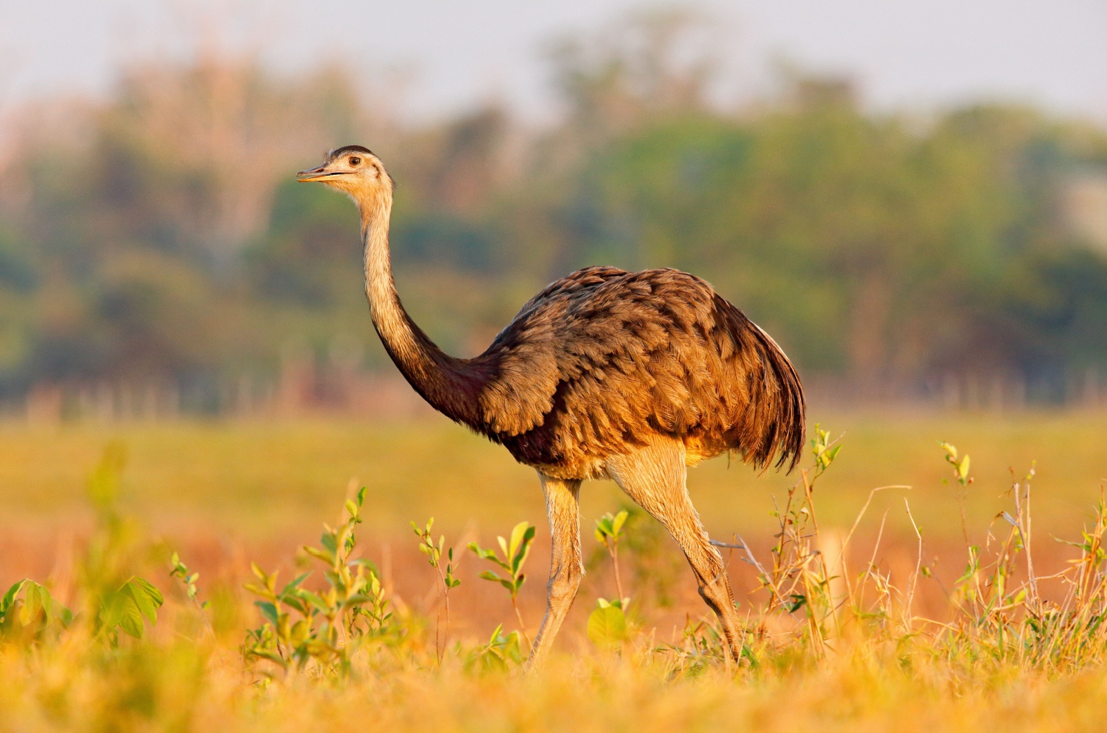 Greater Rhea