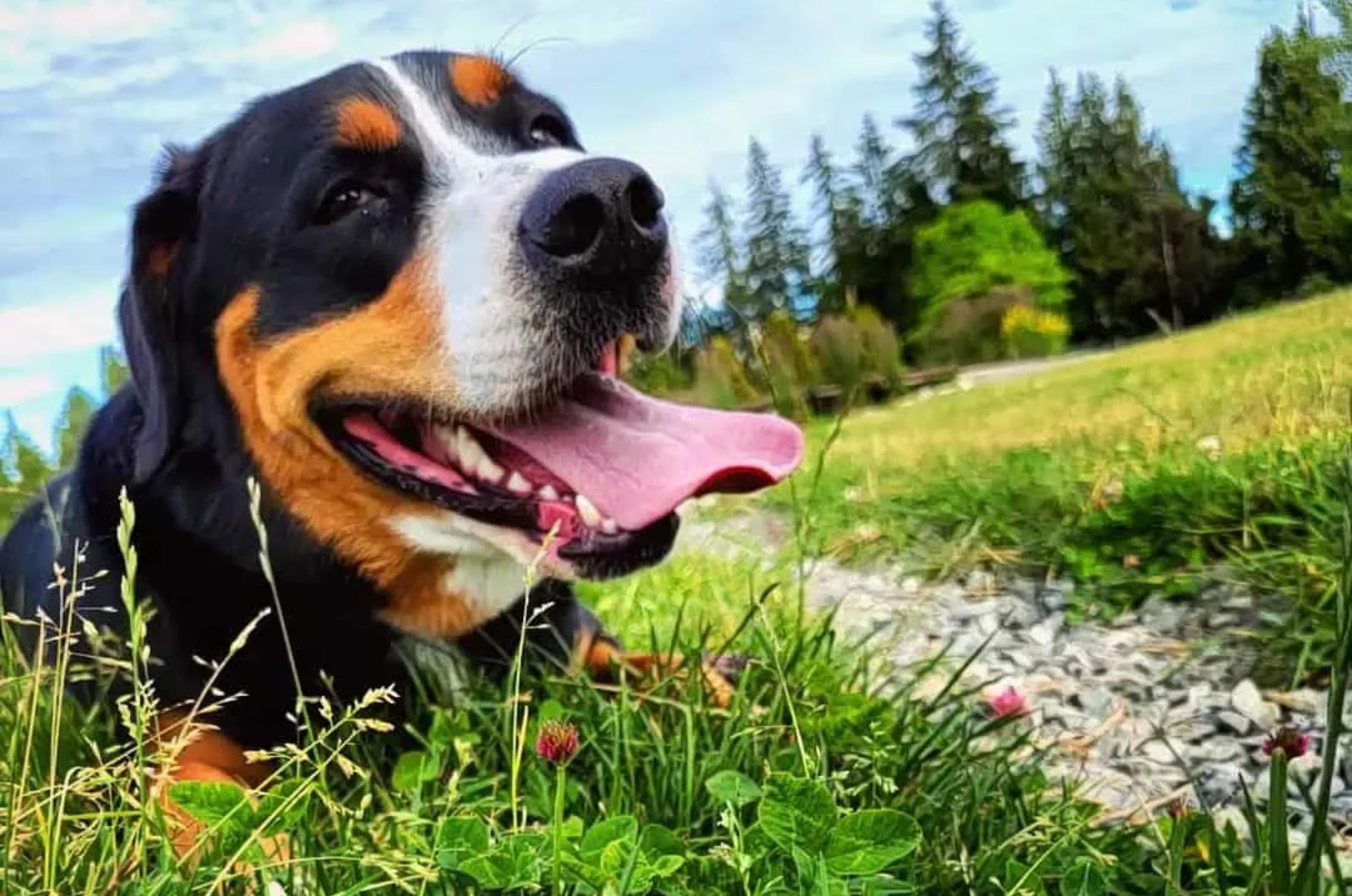 Greater Swiss Mountain Dog X Bernese Mountain Dog Mix