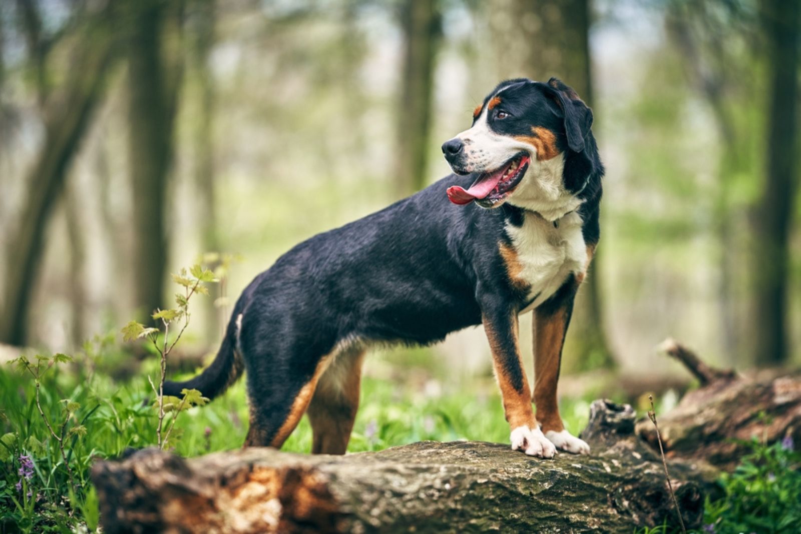 Greater Swiss Mountain Dog