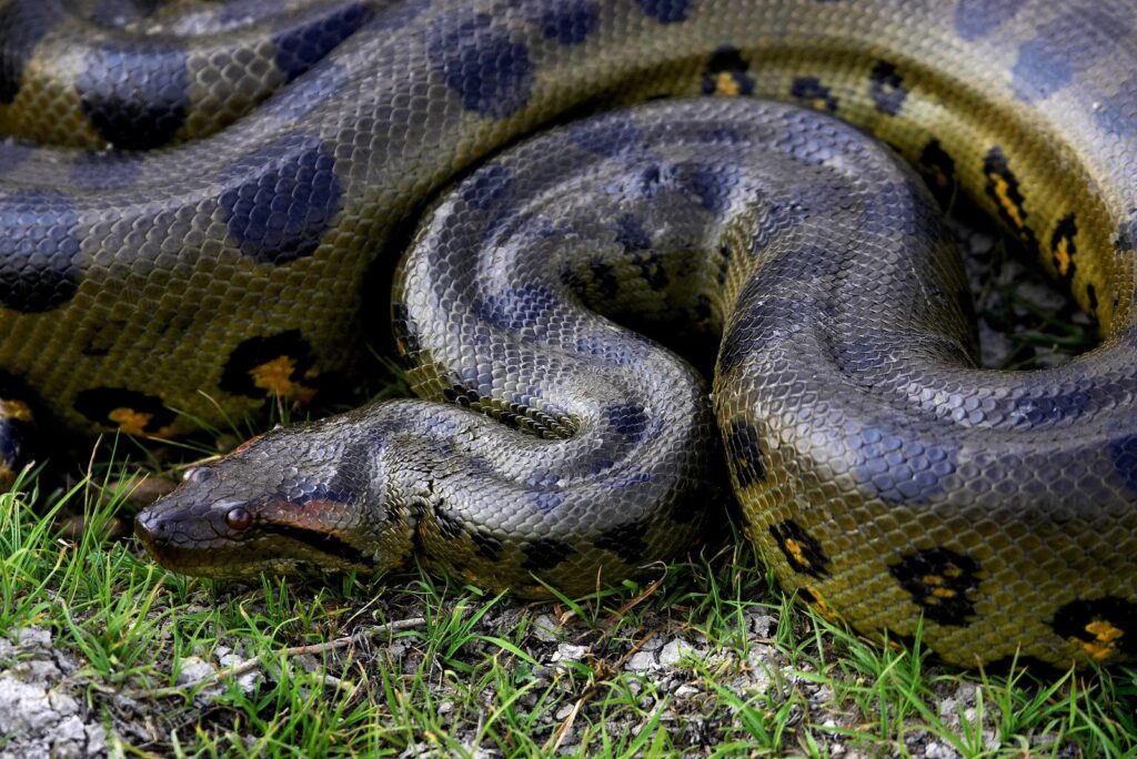 Green Anaconda
