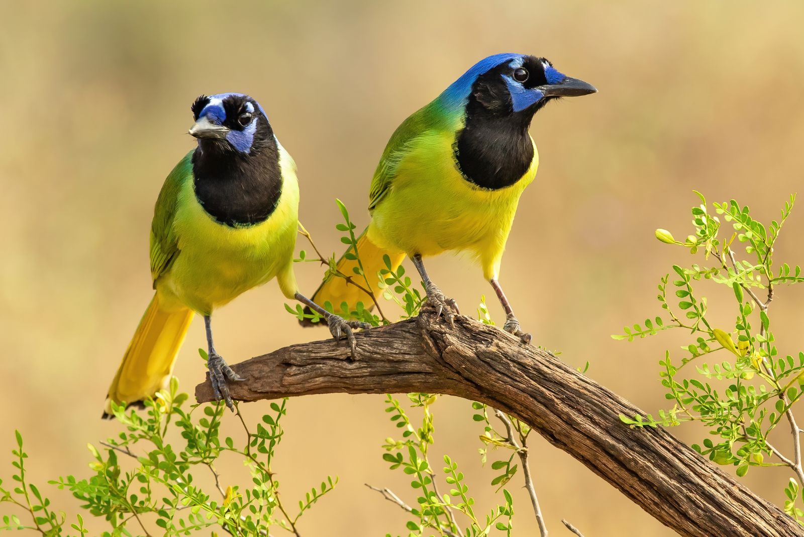 Green Jay