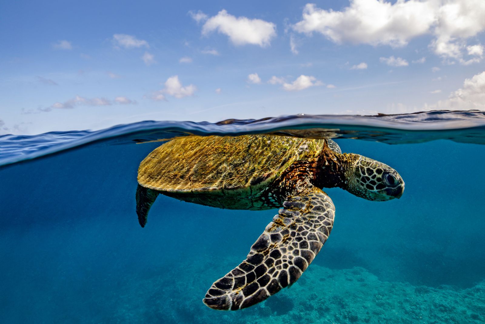 Green Sea Turtle