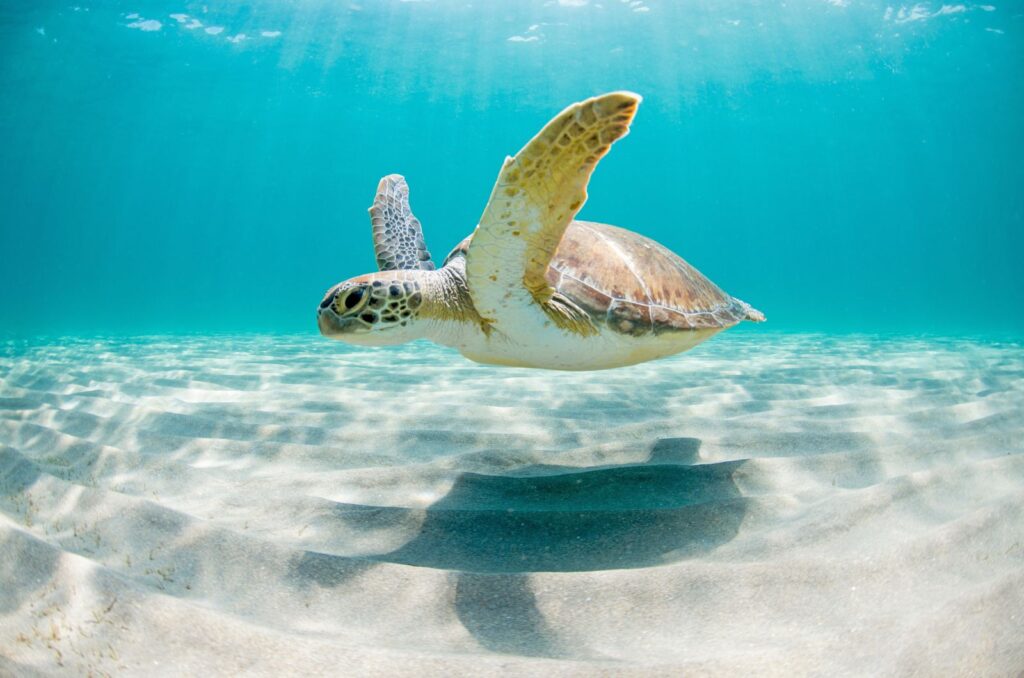 Green Sea Turtle