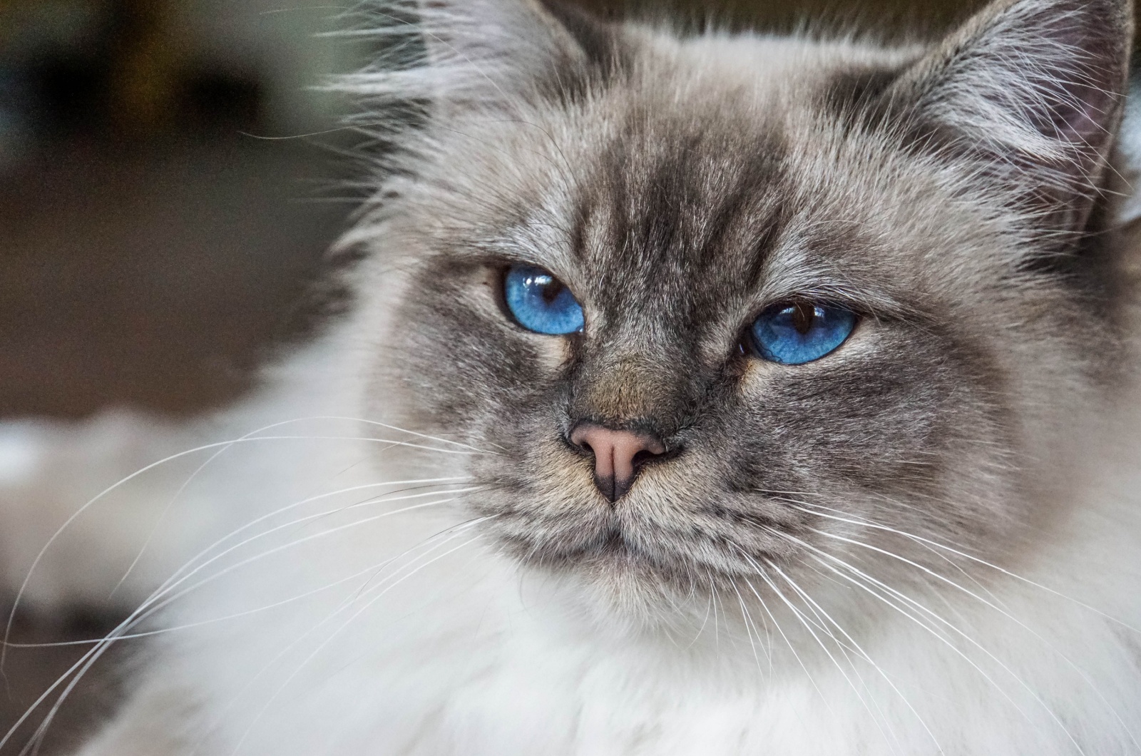 Grey Birman Cat