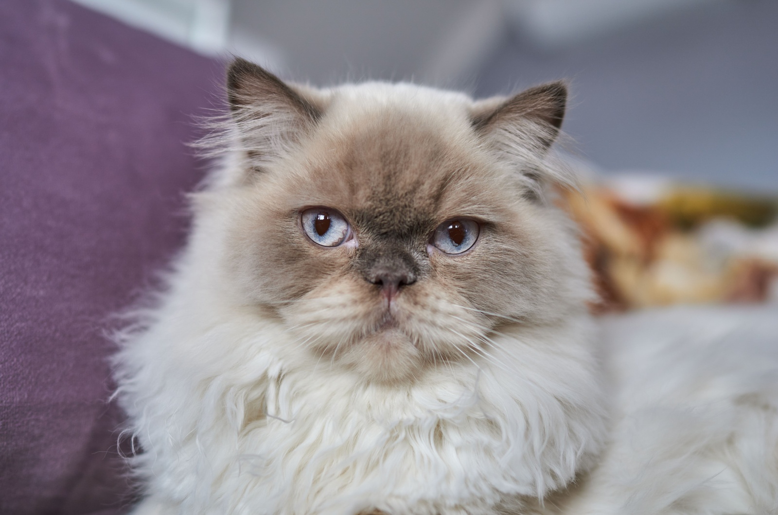 Grey Himalayan Cat