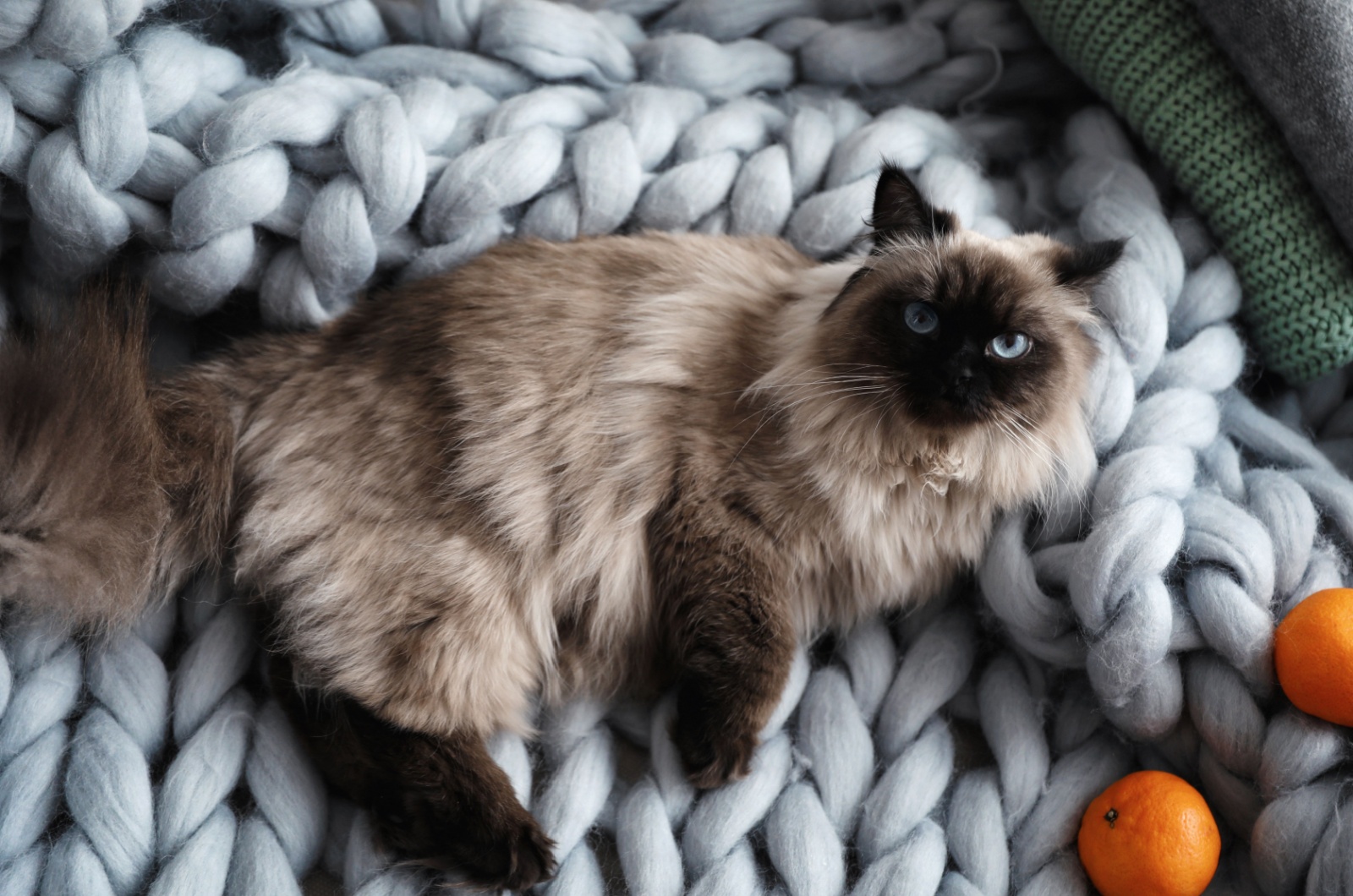 Grey Long Haired Balinese Cat