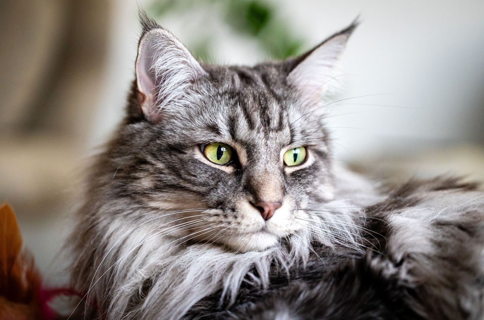 Grey Maine Coon Cat