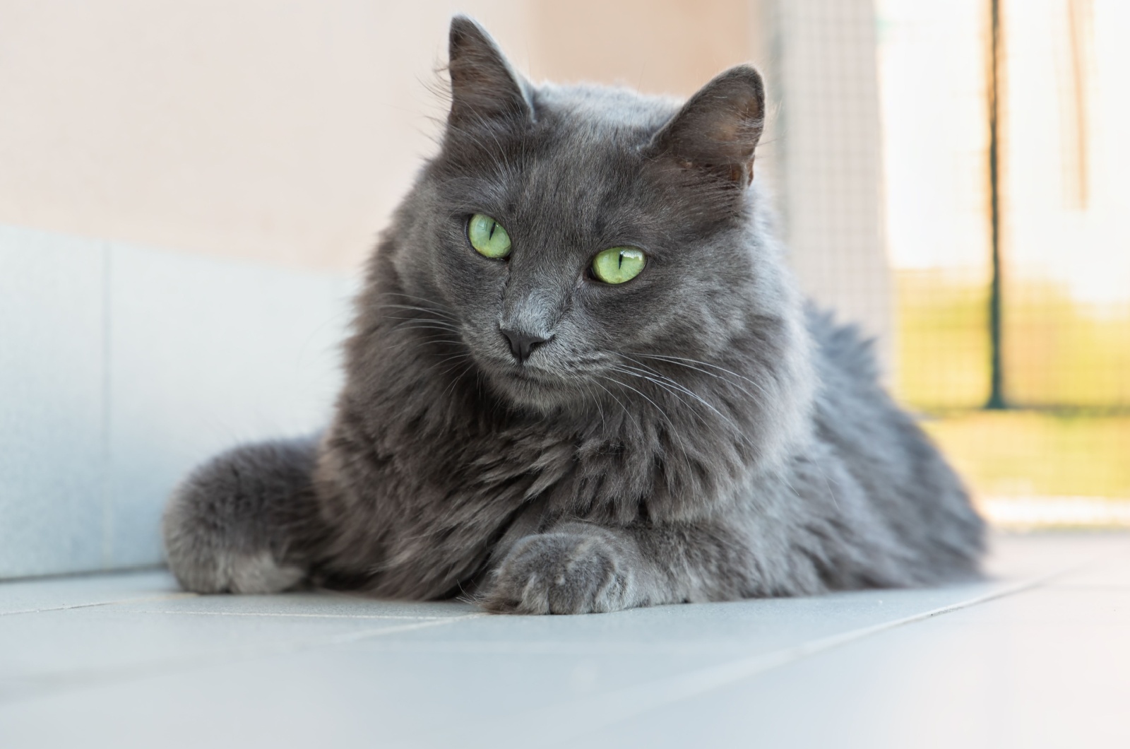 Grey Nebelung Cat