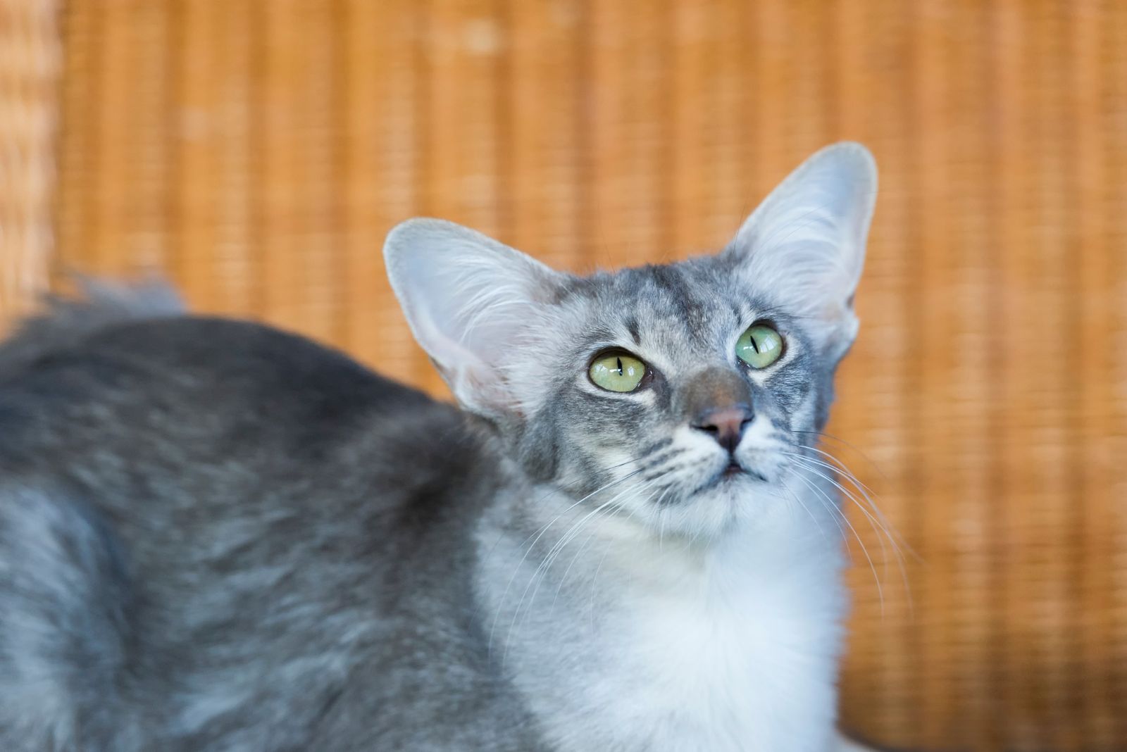 Grey Oriental Longhair