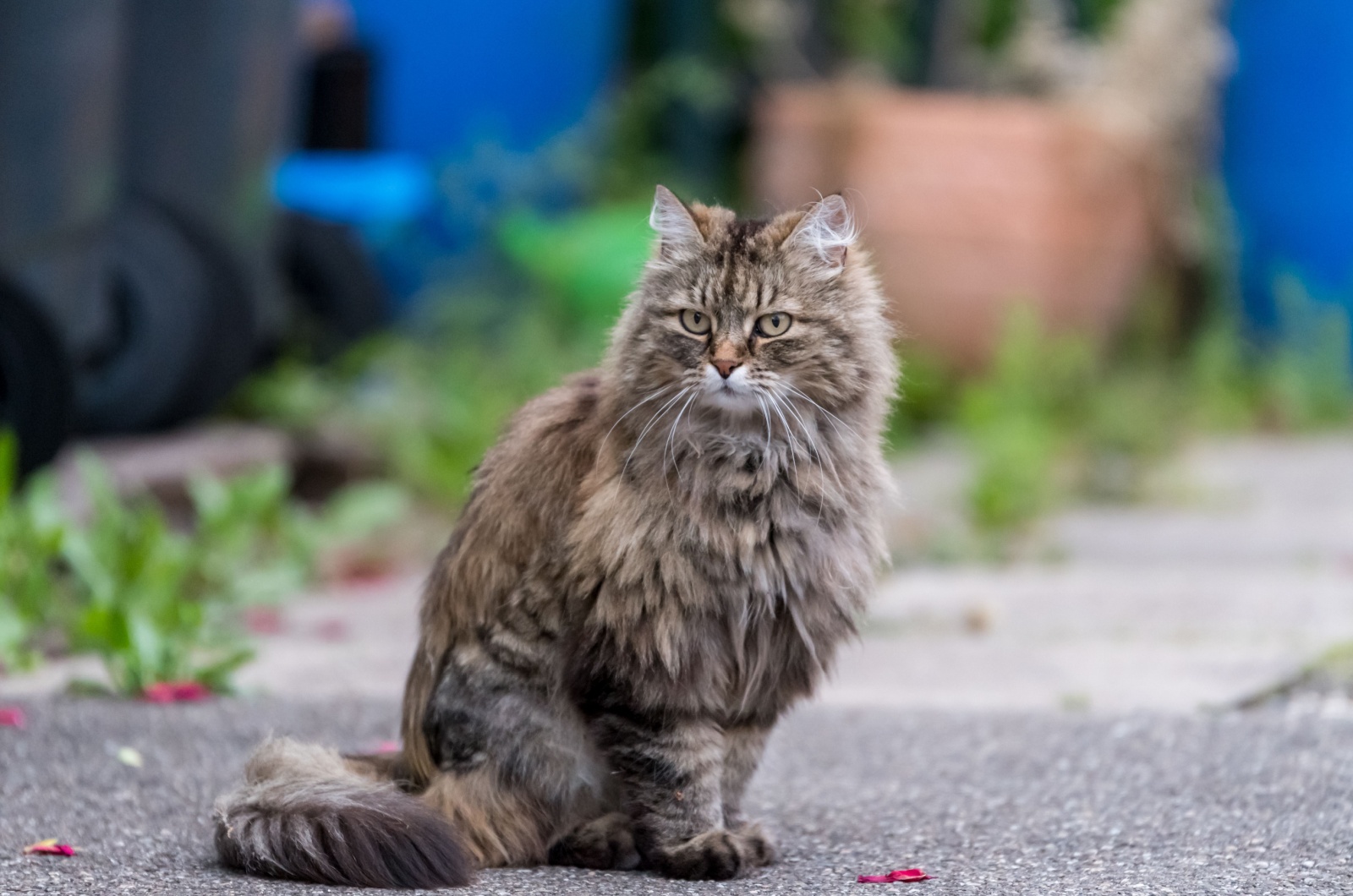 Grey Ragamuffin Cat