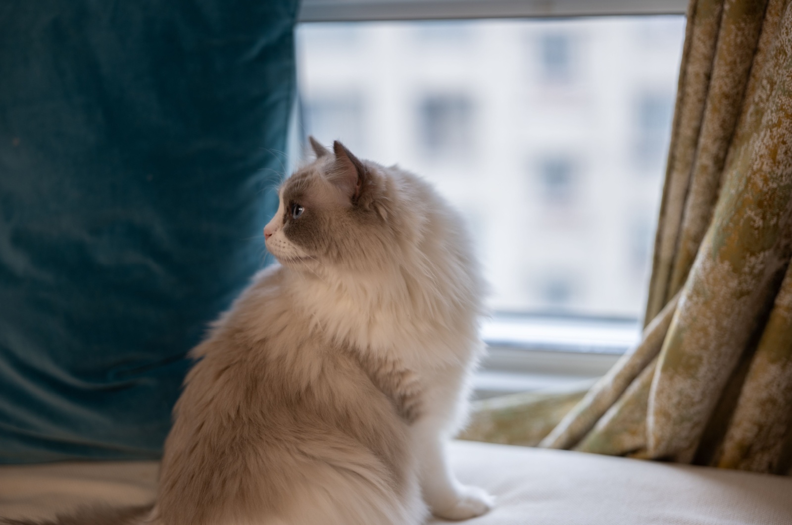 Grey Ragdoll Cat