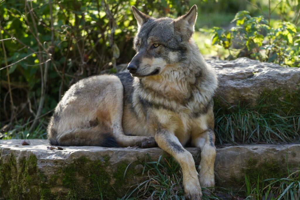 Grey Wolf Animal