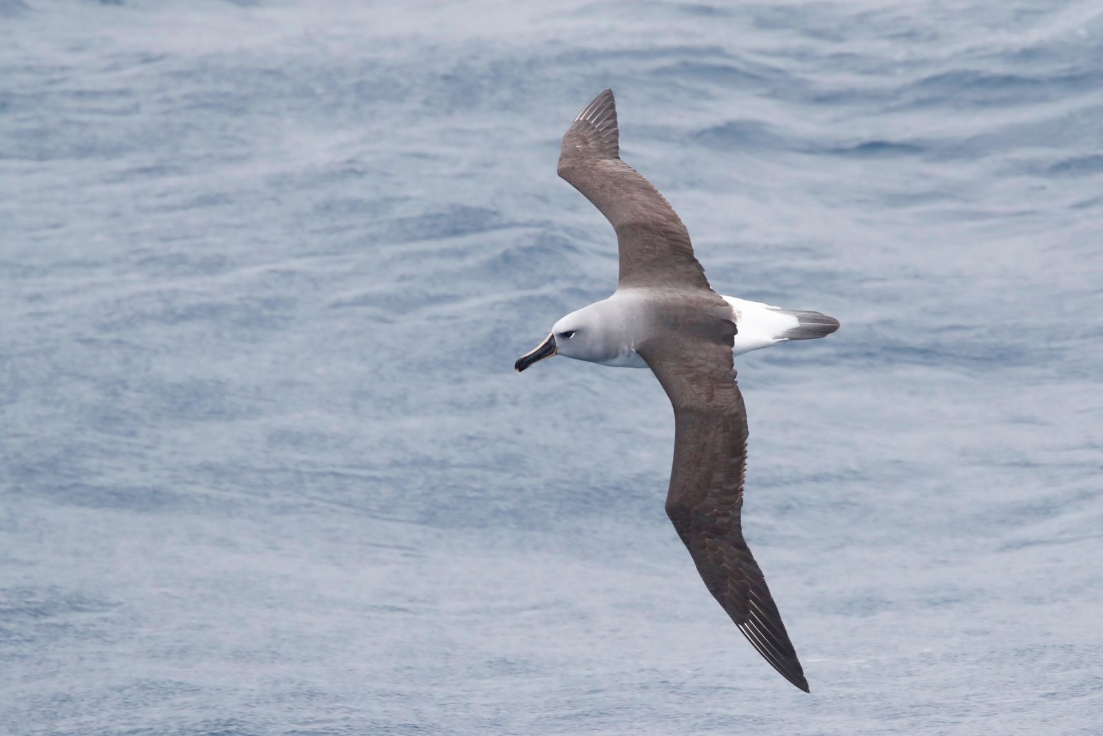 Grey-headed Albatross