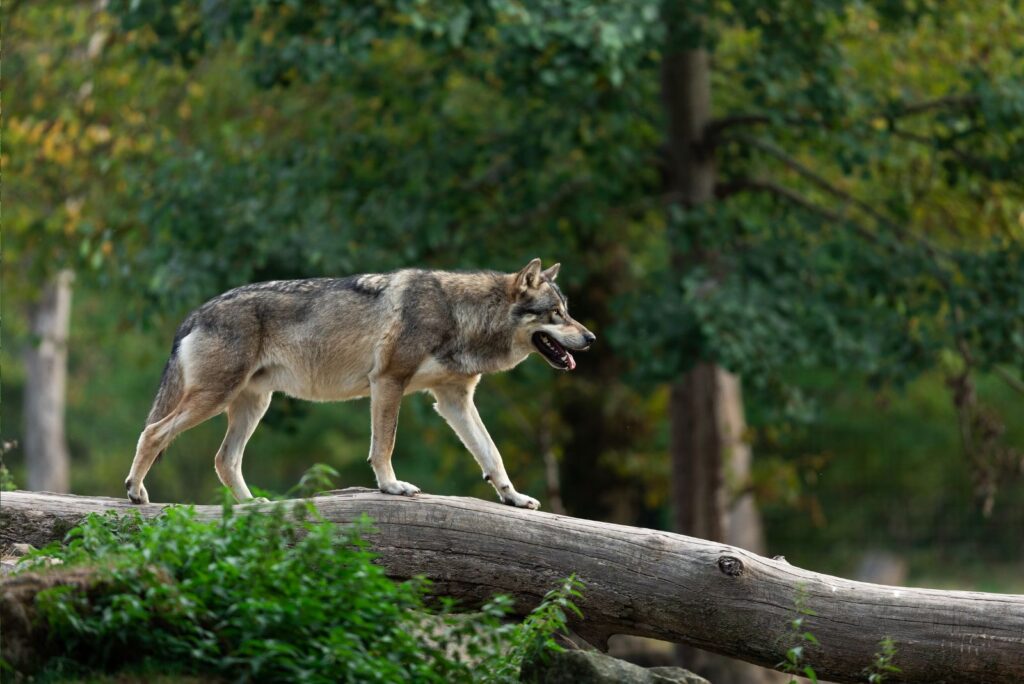 Grey wolf in the forest