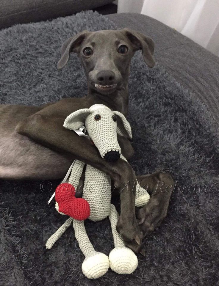 Greyhound with toy