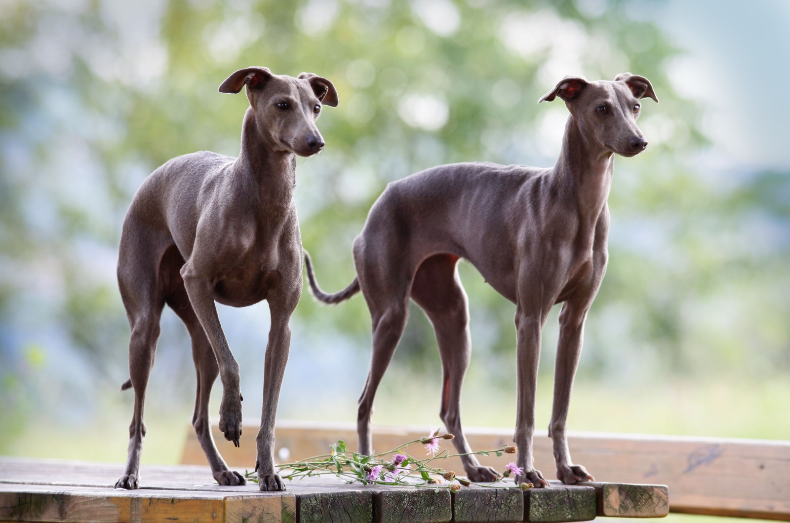 Greyhounds