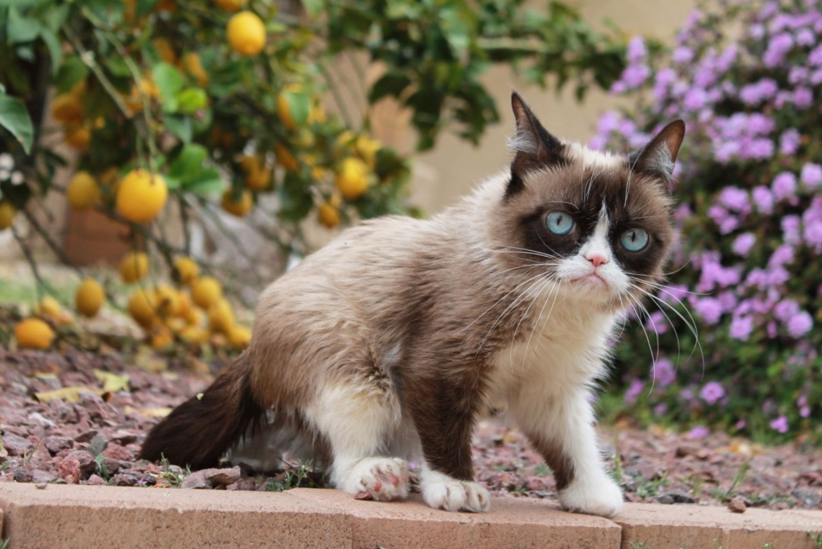 Grumpy Cat