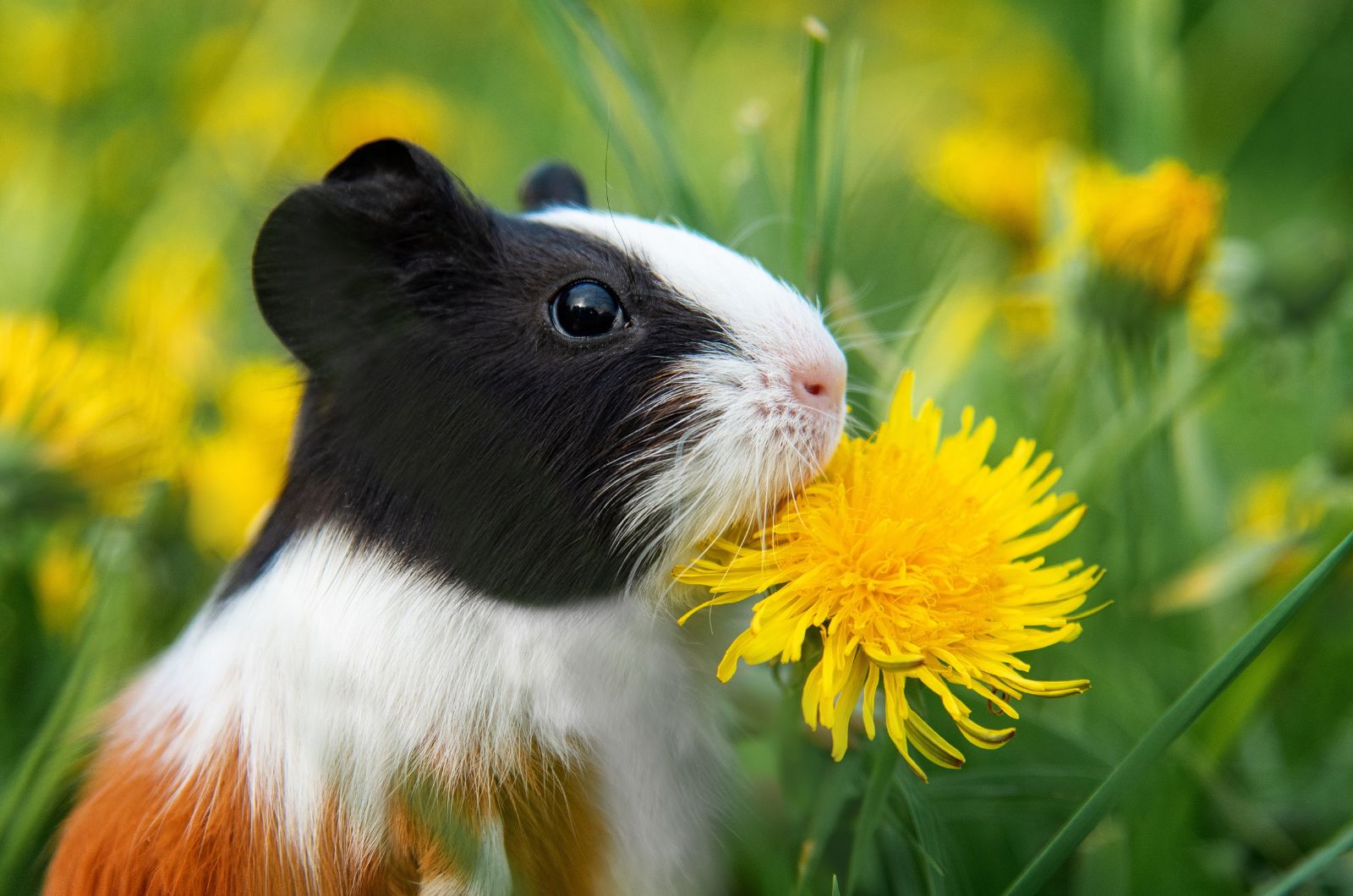 Guinea Pigs