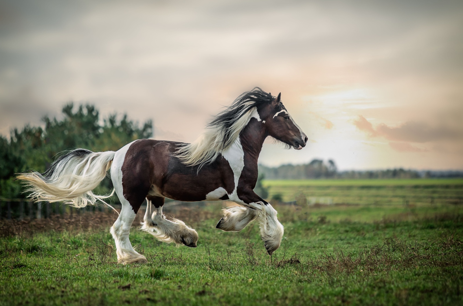 Gypsy Vanner