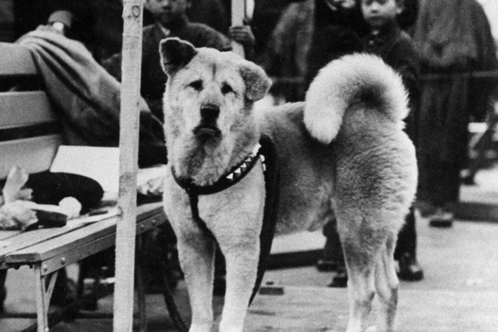 Hachiko