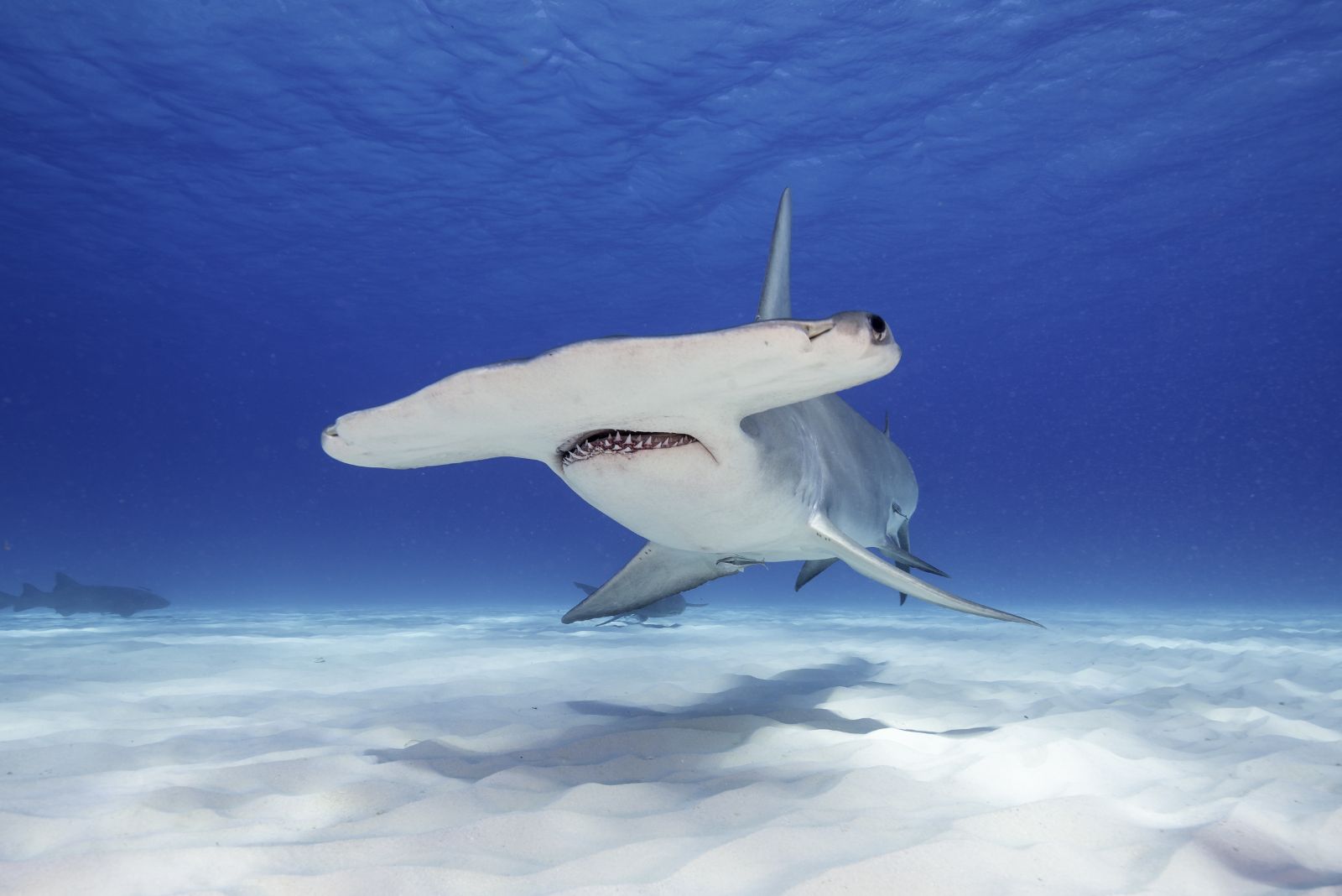 Hammerhead Shark