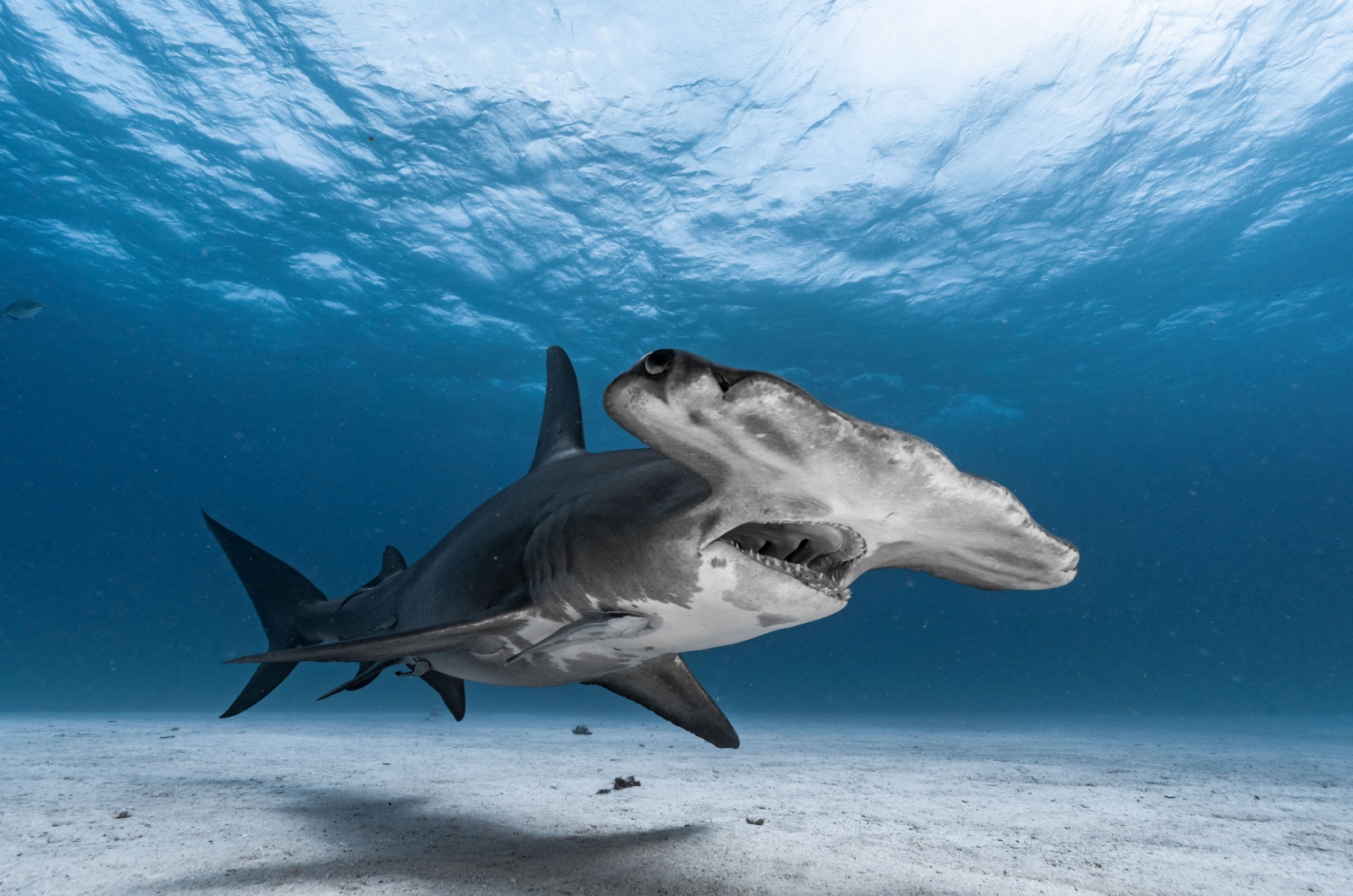 Hammerhead Sharks