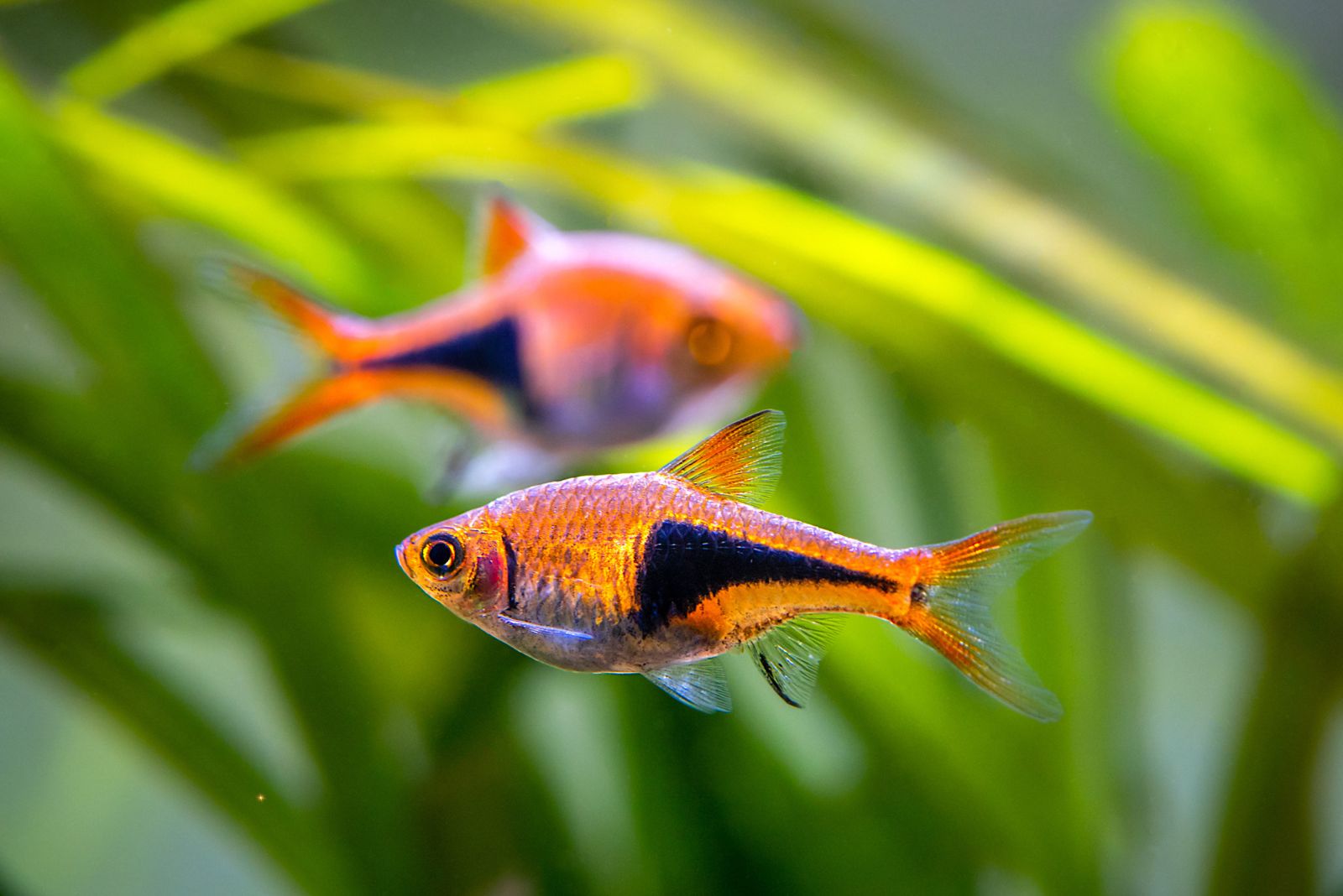 Harlequin Rasboras